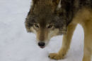 A mean looking wolf