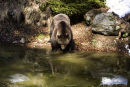 Brown bear & reflection