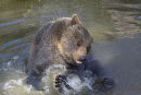 Brown Bear splashing in Bavaria