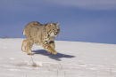 Bob Cat running across the snow