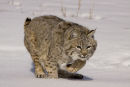 Bob Cat in the snow