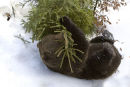 Brown Bear attacking a tree