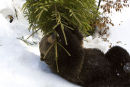 Brown Bear obtaining a tree