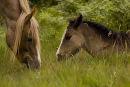 Mare & young foal