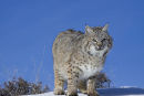 Close-up of Bob cat