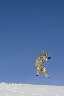 Bob Cat leaping off the ground