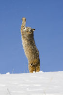 Bob Cat stretching up