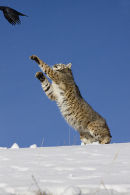Bob Cat missing bird