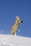 Bob Cat still trying