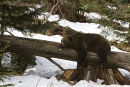 Brown Bear hugging tree