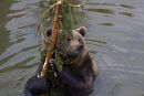Bear in the water with tree