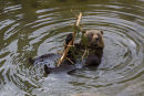 Brown Bear floating