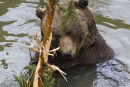 Brown Bear eating tree