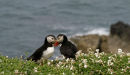 Puffins canoodling