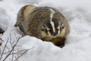 Badger 2