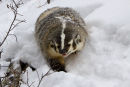 Badger4