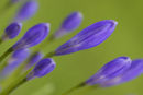Agapanthus