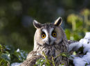 Short eared owl in snow