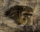 Raccoon with bug