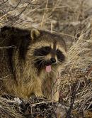 Raccoon