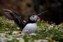 Puffin just landed