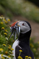 Puffin Skomer