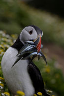 Puffin with sand eels Skomer