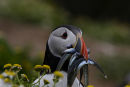 Sand eels in beak of Puffin