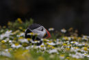 Puffin hiding in the Chamomile