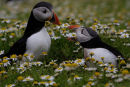 Puffins Squabbling