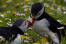 Puffins togetherness