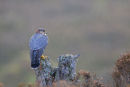 Merlin in the rain