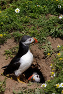 Puffins at burrow
