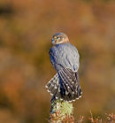 Merlin in autumn ferns