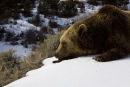 Grizzly sunbathing