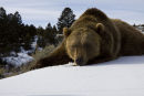 Grizzly lazing in the sunshine