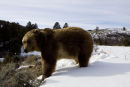 Grizzly 