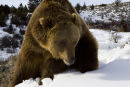 Grizzly moving off