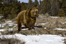 Grizzly going off
