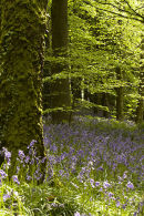 Bluebell wood,Wenault woods Cardiff