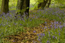 Pathway in Wenault woods,Cardiff