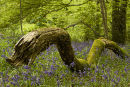 Fallen tree in Wenault woods,Cardiff