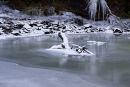 Frozen in Podneddfachcan