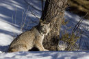 Lynx