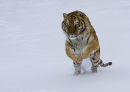 Tiger running in the snow