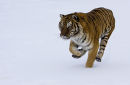 Close-up of Tiger in snow