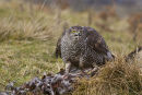 Goshawk with pheasant kill