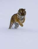 Tiger jumping in snow