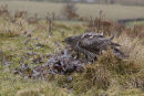 Goshawk & feathers