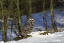 Great grey owl in snowy woods